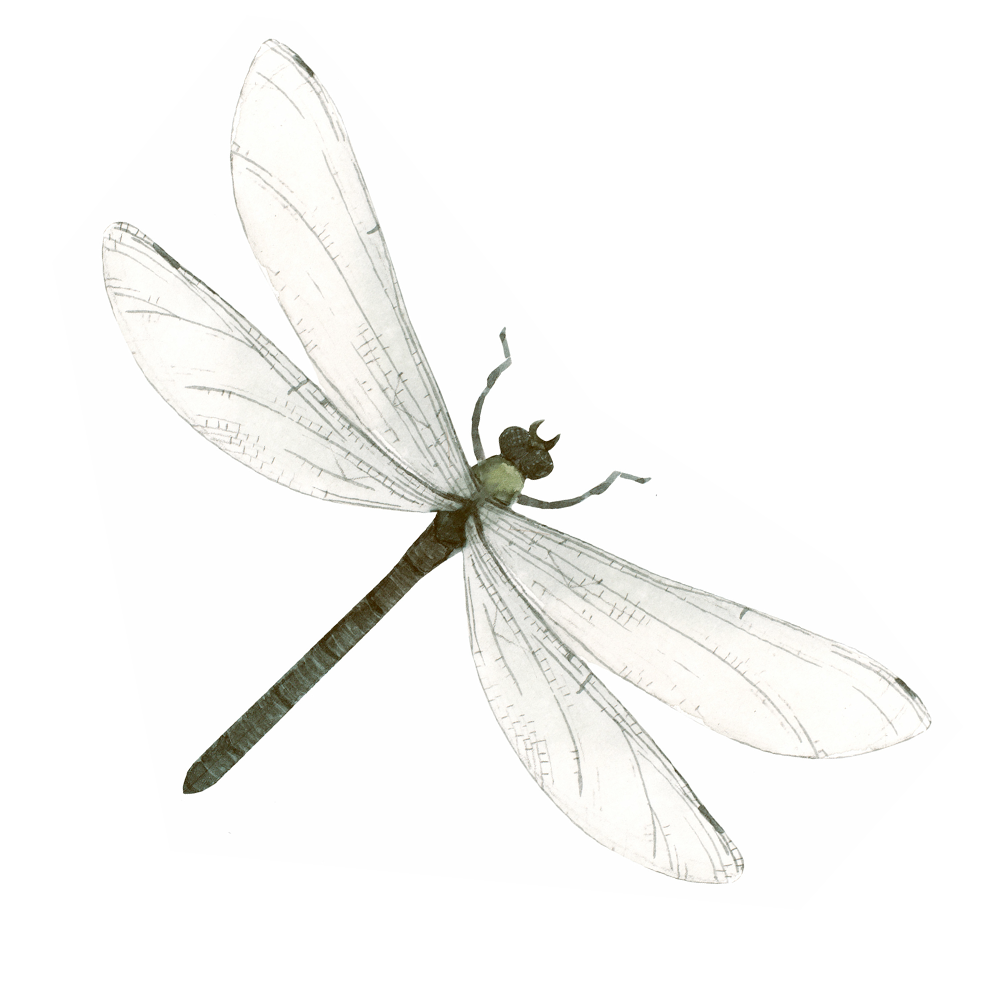 Venke-Dragonfly-1000-02